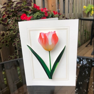 Single Pink Tulip