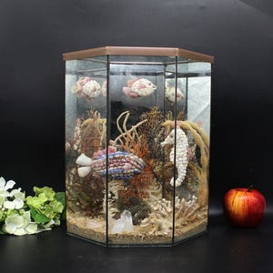 May include: A hexagonal glass terrarium filled with a variety of seashells, coral, and sea creatures. The terrarium is on a black surface.