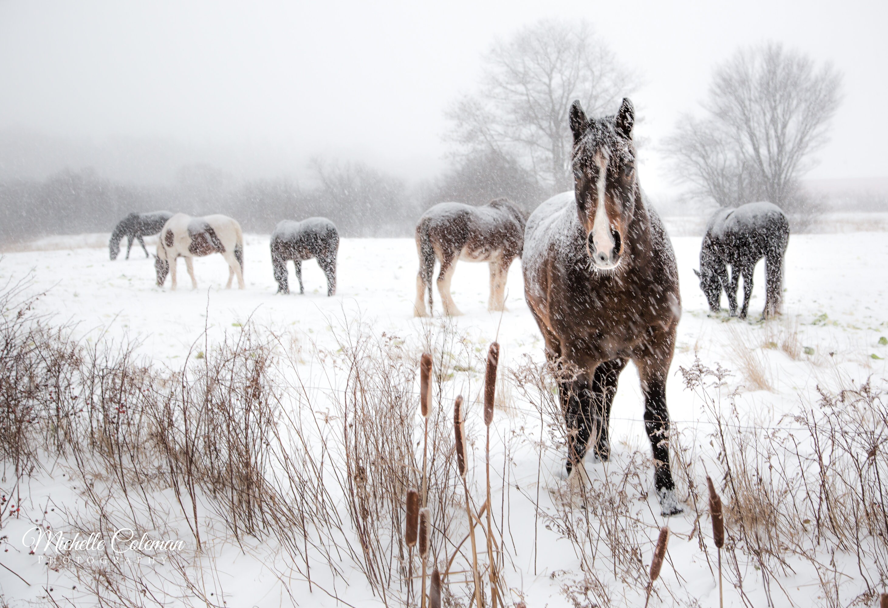Horses in Winter Pasture Etsy