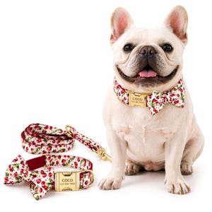Pode incluir: Um buldogue francês branco usando uma coleira e gravata borboleta com estampa de cereja, com uma guia combinando. A coleira e a gravata borboleta têm uma fivela dourada com o nome "COCO" e um número de telefone. O cão está sorrindo.