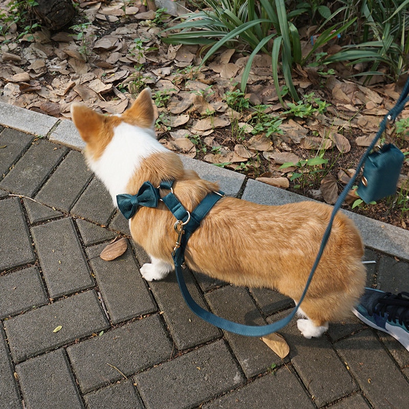 Dog harness Personalized dog Harness with name Green and Etsy