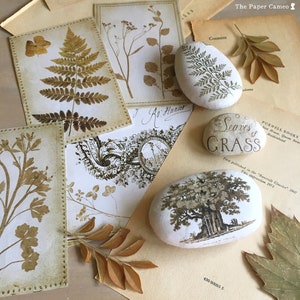Op de afbeelding: Een verzameling decoratieve stenen met geperste botanische ontwerpen. De stenen tonen afbeeldingen van varens, bladeren en een boom. De stenen zijn omringd door vintage papier met botanische illustraties en tekst.