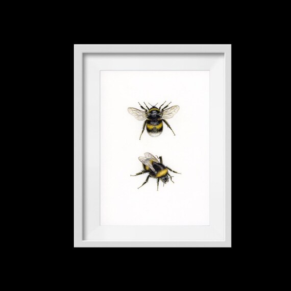Print 2 Bumblebees Realistic Bumblebee Wall Art Zoological Etsy