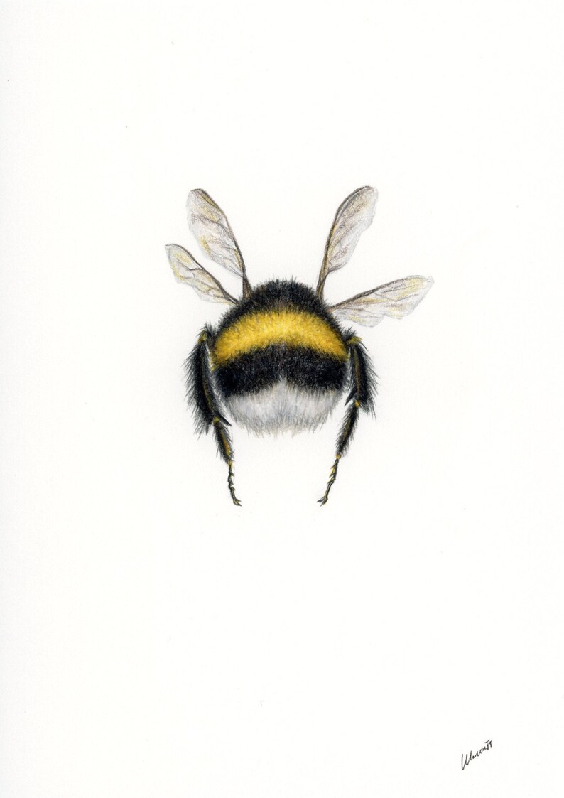 Flying Bumblebee DOWNLOAD Insect Drawing Downloadable Print Etsy