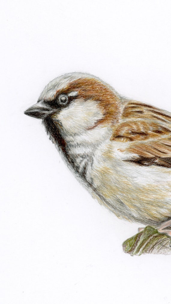 Sparrow Line Drawing Images – Browse 6,265 Stock Photos, Vectors, and Video  | Adobe Stock