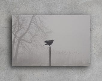 Nature Photography - The Crow - 11x17 Giclee - Black & White Wall Art