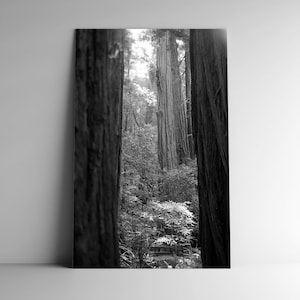 Landscape Photography - Muir Woods - Portal - 11x17 Giclee - Black & White Wall Art