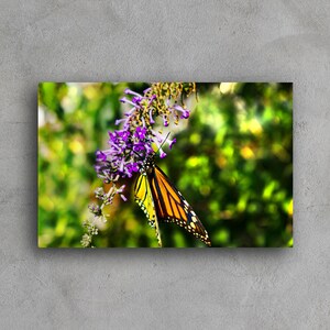Nature Photography - Monarch - 11x17 Giclee Wall Art