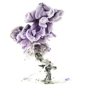 Contemporary Photography - Fungus - 11x17 Giclee Wall Art