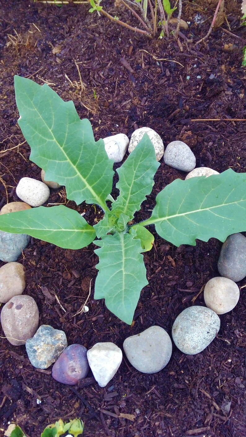 Henbane Seed