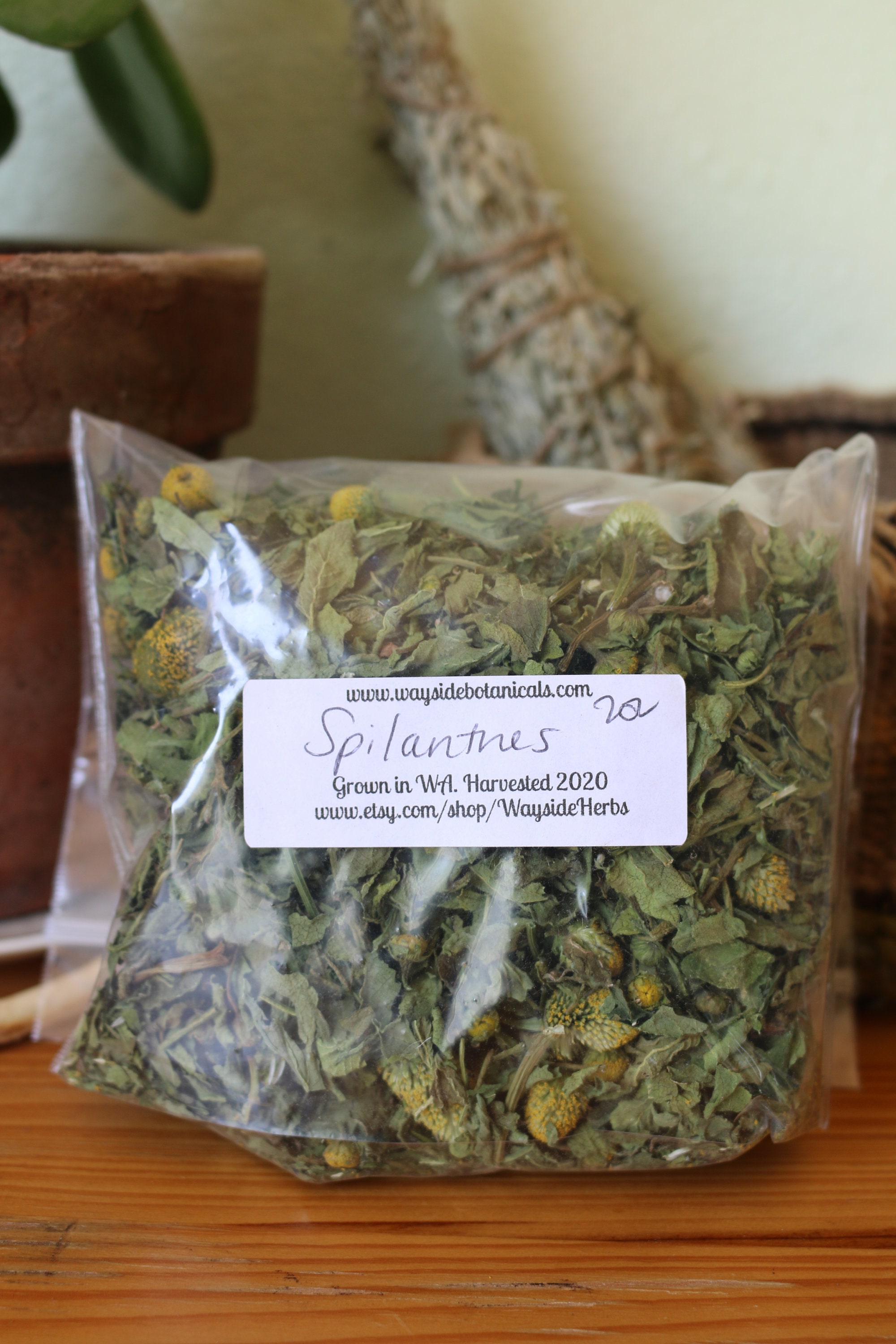 Spilanthes Dried, Spilanthes acmella — Wayside Botanicals