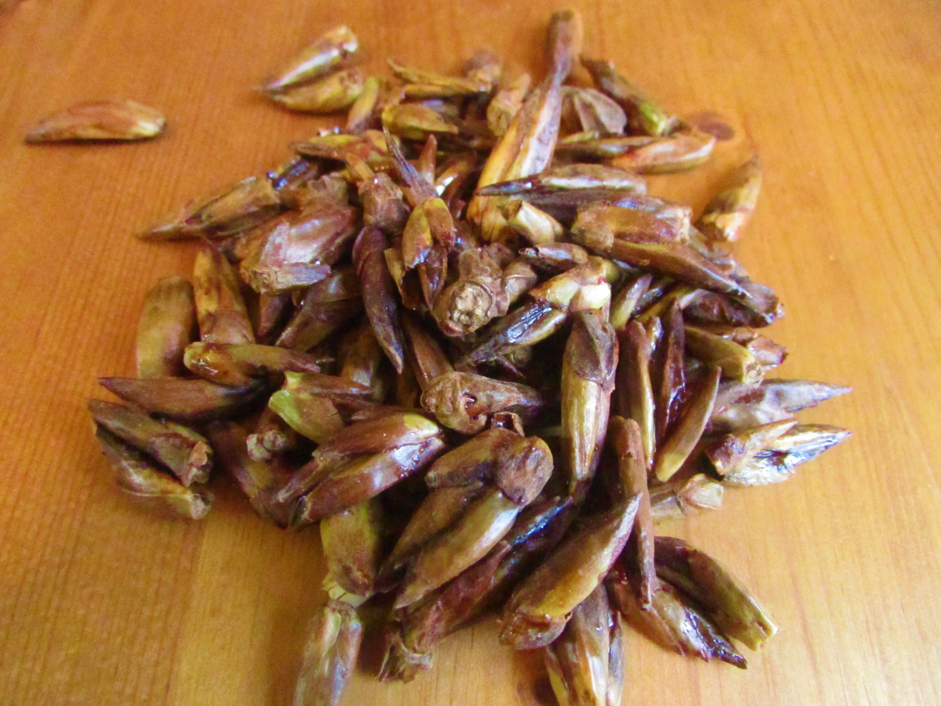 Balm of Giliad, Cottonwood Buds, Dried — Wayside Botanicals