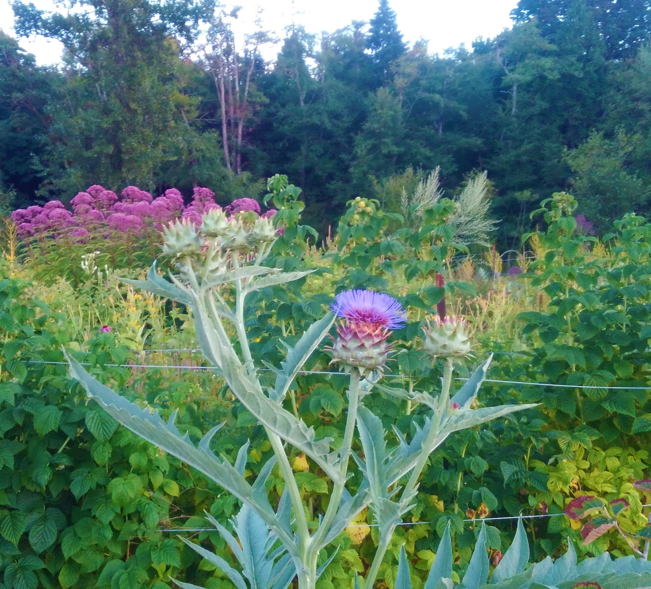 Artichoke Leaf Tincture — Wayside Botanicals