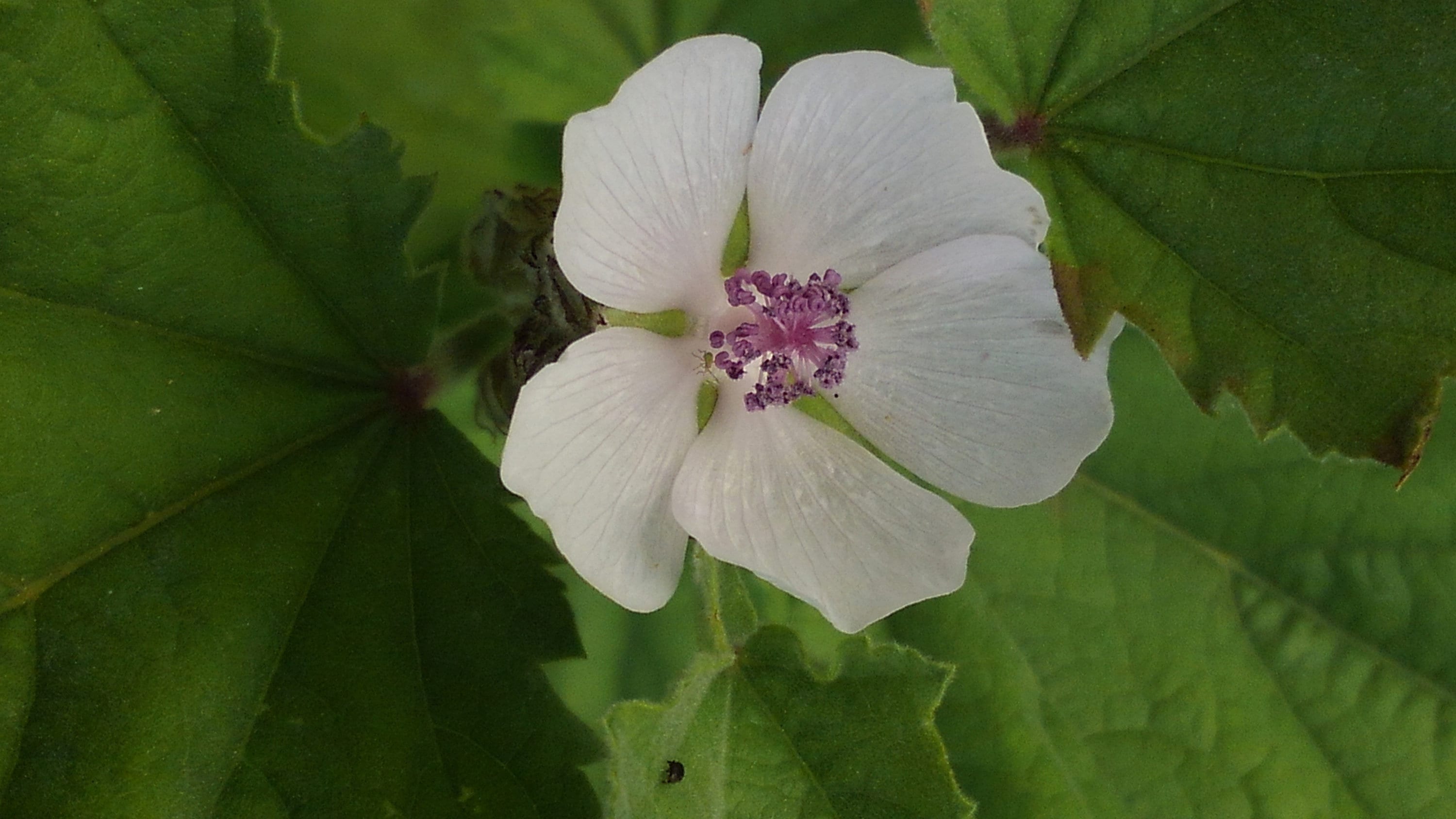 Marshmallow leaf and flower, dried, Althaea officinalis — Wayside