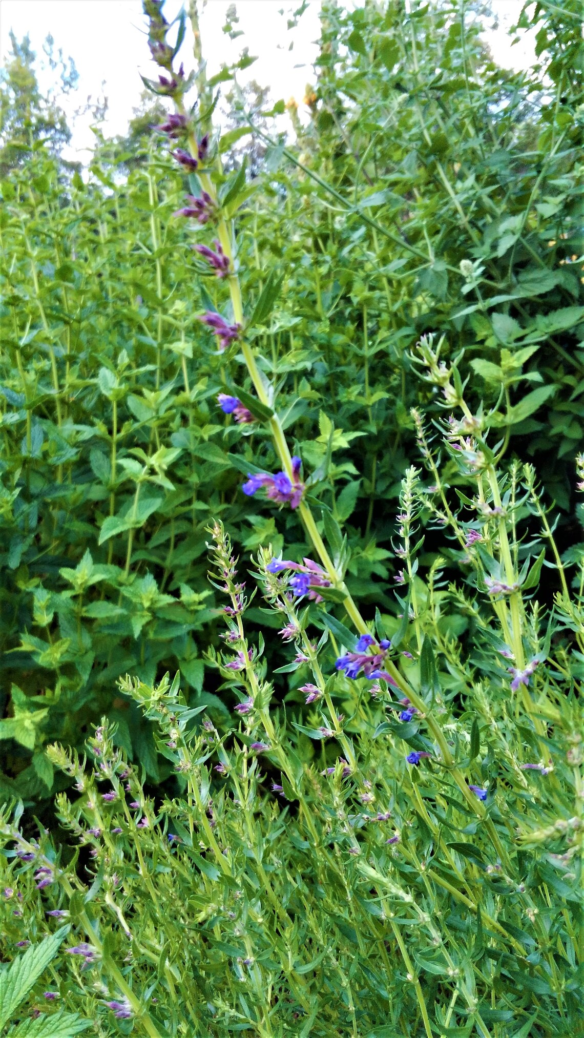 Hyssop Seed Hyssopus officinalis Etsy