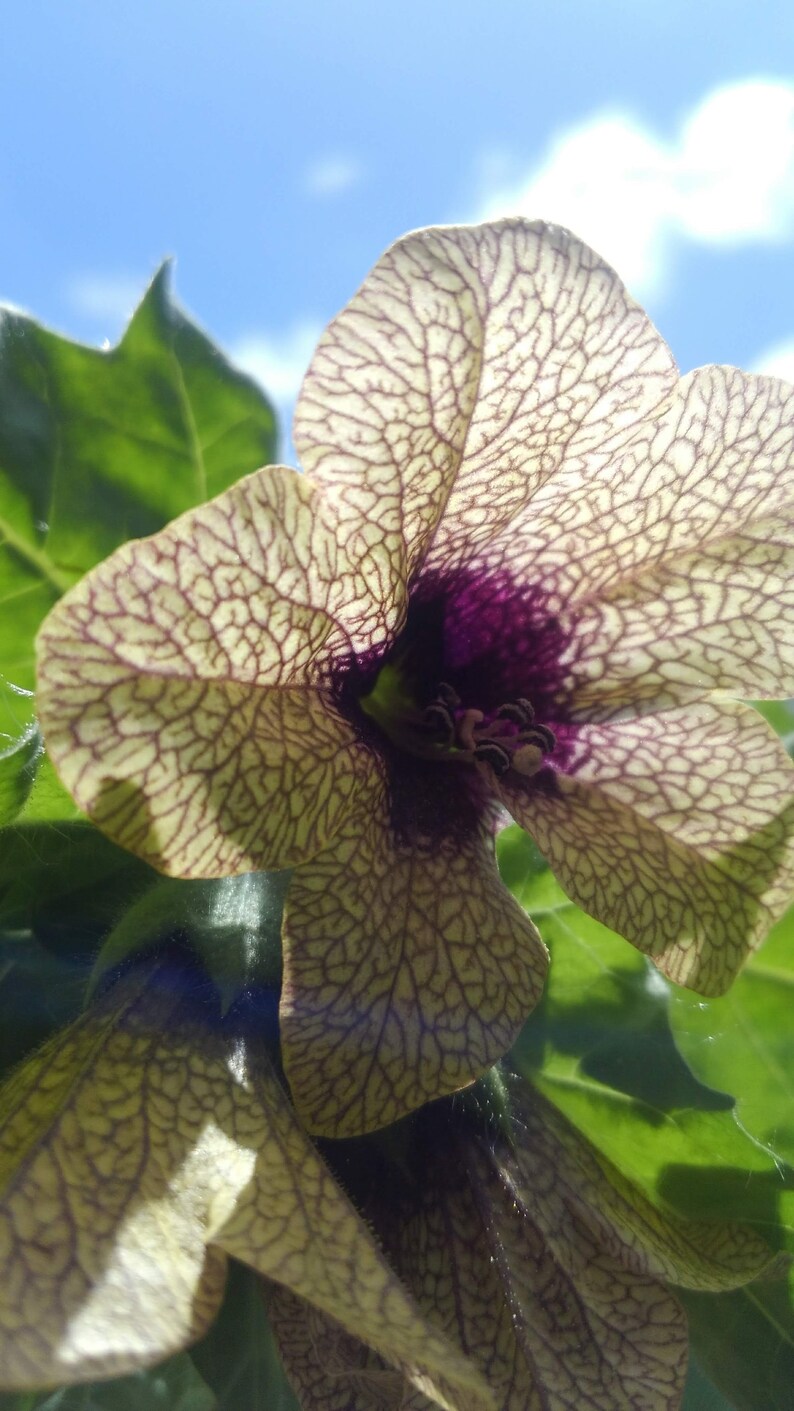 Henbane Seed