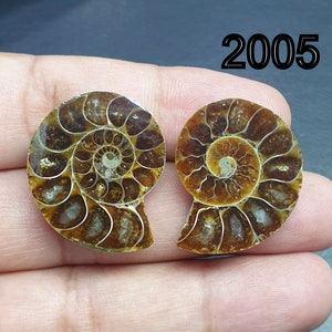 AAA +++ Ammolit Fossil Regenbogen Natürliche Design Qualität Einzigartige Design Ammonit Exemplar für Schmuck
