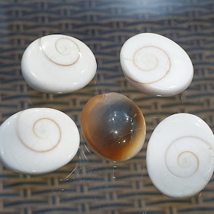 Natural Shiva Eye Shell Abalorios Crudos 20x16 a 17x14 mm Disco de moneda abovedado fósil natural orgánico vibrante verde naranja marrón para hacer joyas.