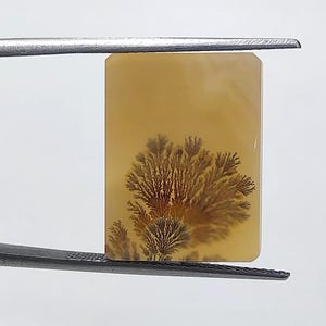 Designer Stone  !!! Dendritic Agate fancy  Cabochon, Loose Gemstone, Dendritic Agate For Making Jewelry Pendent Size 19x14 MM