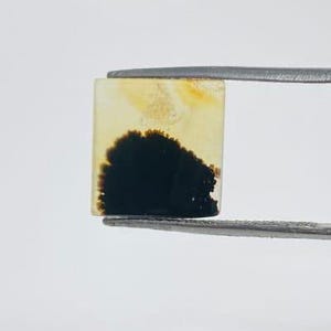 Riesige Größe !!! Dendritenachat Cabochon, Lose Edelstein, Dendritenachat für die Herstellung von Schmuck Pendent Größe 11 x 11 MM