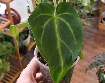 Anthurium Magnificum RARE Tropical Plant.