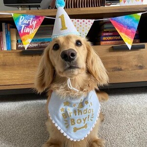 May include: A golden retriever dog wearing a blue birthday bandana with gold glitter lettering that says "Birthday Boy!" and a white and blue party hat with a gold glitter number "1". The dog is sitting on a carpet in front of a wooden shelf with books and a rainbow party banner.