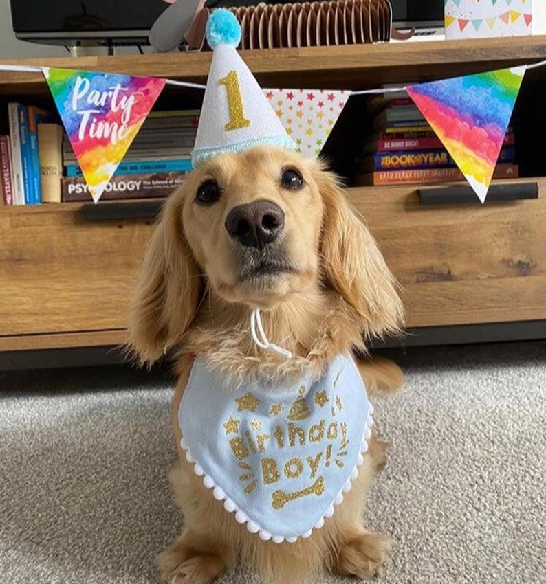 May include: A golden retriever dog wearing a blue birthday bandana with gold glitter lettering that says "Birthday Boy!" and a white and blue party hat with a gold glitter number "1". The dog is sitting on a carpet in front of a wooden shelf with books and a rainbow party banner.