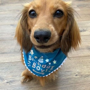May include: A brown and tan dachshund wearing a blue bandana with white trim and the text "Birthday Boy!" in silver glitter. The bandana has white stars and a cake graphic.