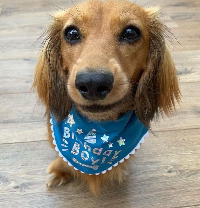 May include: A brown and tan dachshund wearing a blue bandana with white trim and the text "Birthday Boy!" in silver glitter. The bandana has white stars and a cake graphic.