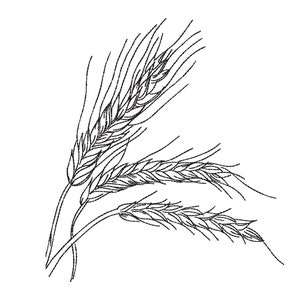 Peut inclure: Un dessin au trait noir et blanc de trois épis de blé.