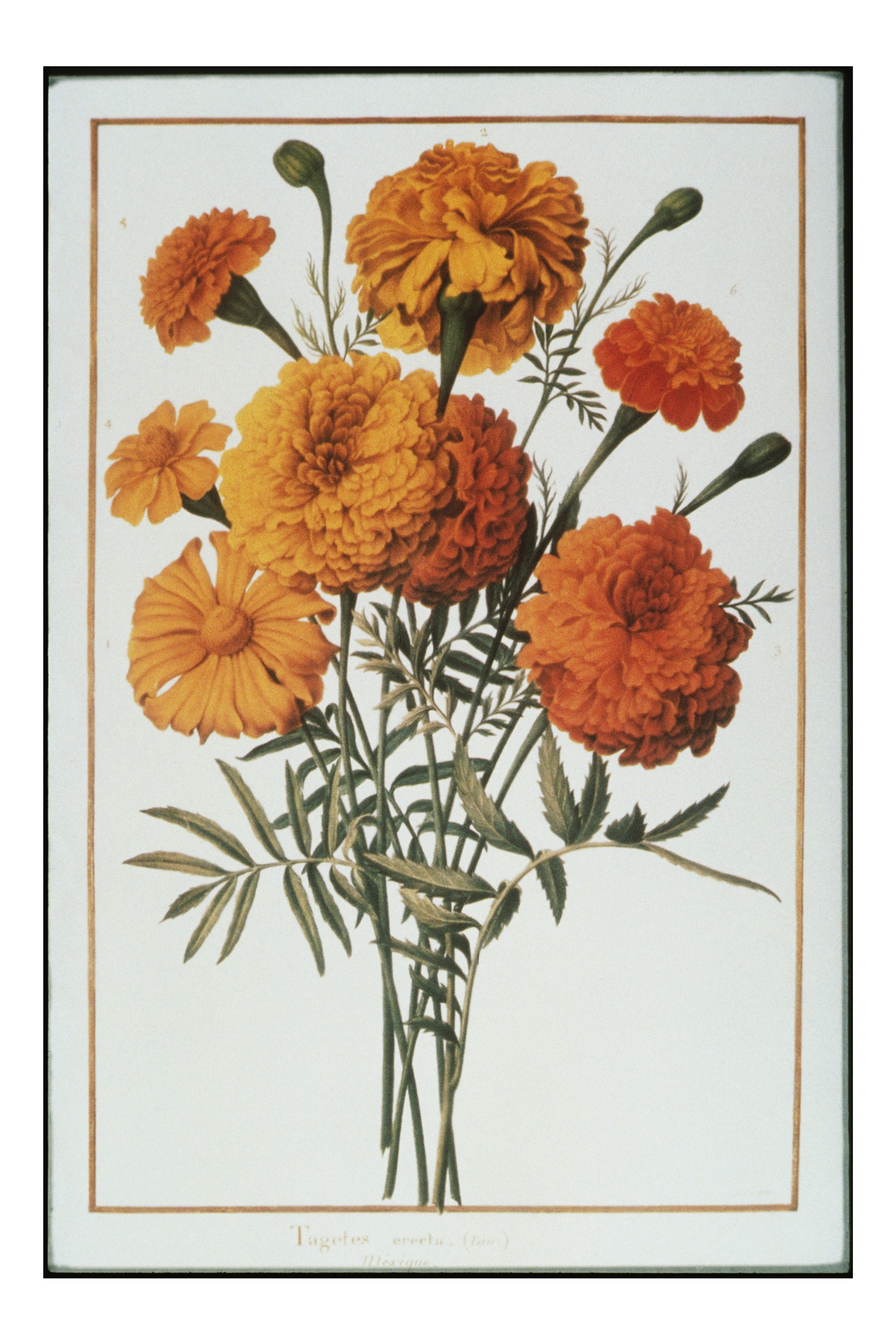 Marigold Bouquet Etsy