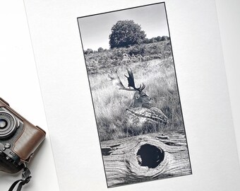 May include: A black and white photograph of a fallow deer lying down in a grassy field. The deer has large antlers and is looking to the right. The photo is framed with a white mat.