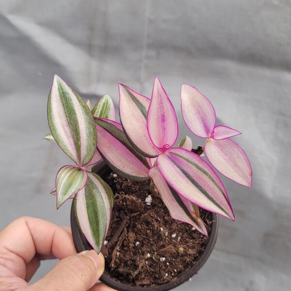 Tradescantia quadricolor starter 3"pot, Variegated, Rare, House Plants, Home decor, Gift for her, Mother's Day gift, gift for him