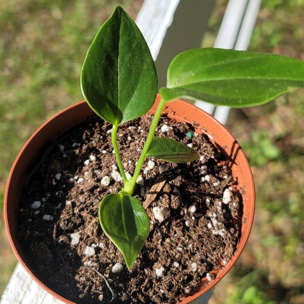 Anthurium veitchii King starter plants, 3"