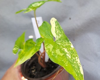 Syngonium aurea, rare, houseplant, gift, decor, highly variegated, 3"