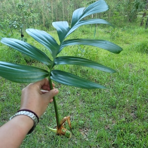 Raphidophora decursiva, half gallon pot