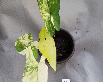 Syngonium aurea, rare, houseplant, gift, decor, highly variegated, 3"