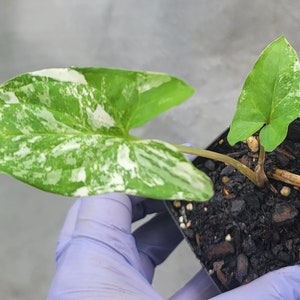 Syngonium albo, #20 highly variegated with marble, halfmoon and full moon variegation with the mom plant