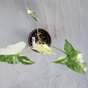 Variegated Syngonium albo, #013, plant, Rare, marble, half-moon, full-moon, gift, house plants, home decor