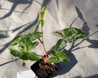 Syngonium albo, highly variegated, with half moon, full moon and marble variegation, rare, mother's day gift, decor