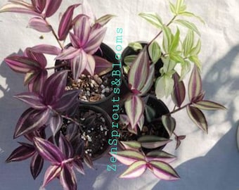 MADE to ORDER 4 pots Tradescantia: Multi-color/discolor, quadricolor, burgundy flumeninsis variegata, plants, gift, decor