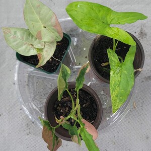 SOLD 3-Pc Bundle Variegated Syngonium Milk confetti, Mojito and Pink lava Collector&#39;s pack, Rare, House Plants, variegated, gift, decor, 3&quot;