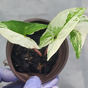 Syngonium albo rare house plant variegated Mom has fullmoon halfmoon and marble