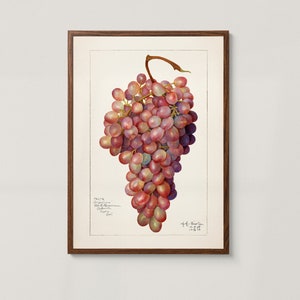 Watercolor red grapes wall art for wine lovers. Instant downloadable digital print.
