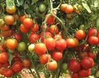 Arka Vikas Tomato seeds