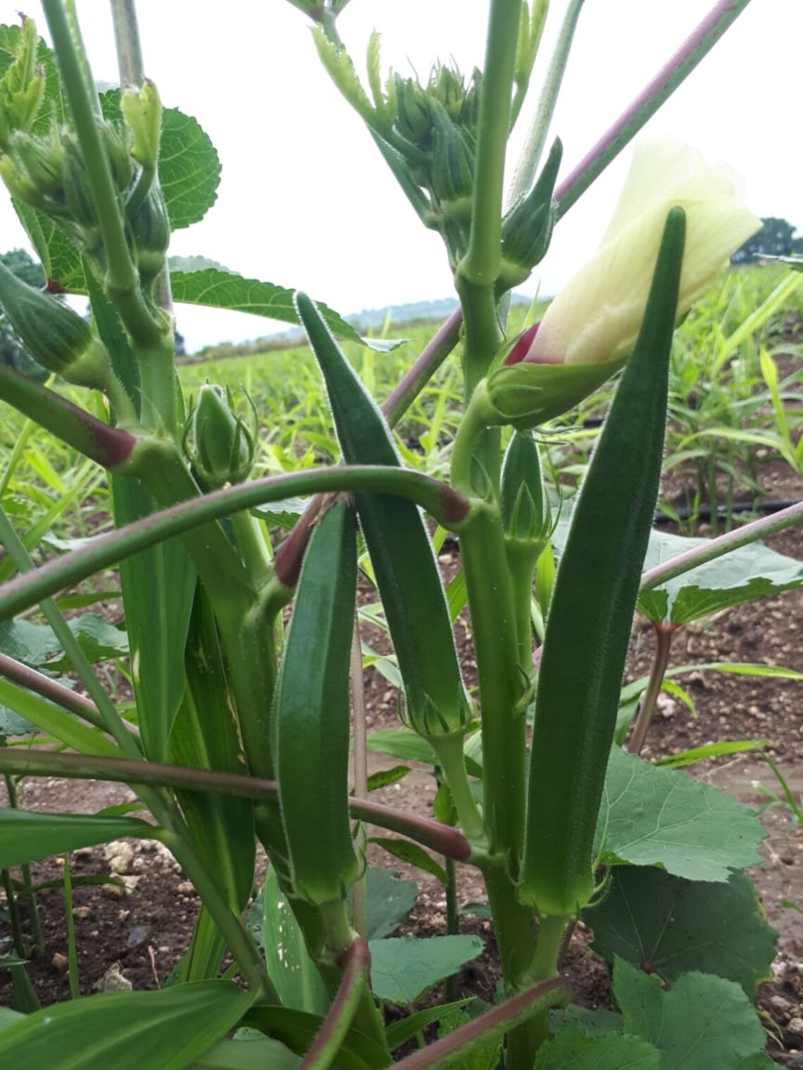 Very Dark Green Okra/ Bhindi/ Bendakaya Seeds From India Etsy