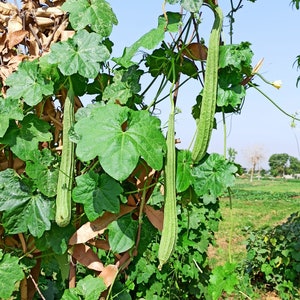 Ridge gourd/ Beerakaya/ Turi image 1