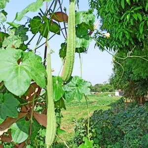 Ridge gourd/ Beerakaya/ Turi image 4