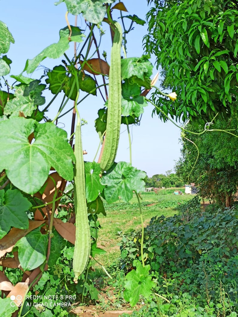 Ridge gourd/ Beerakaya/ Turi image 4