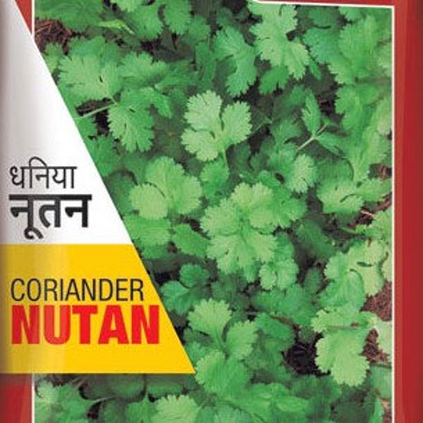 Coriander Nutan